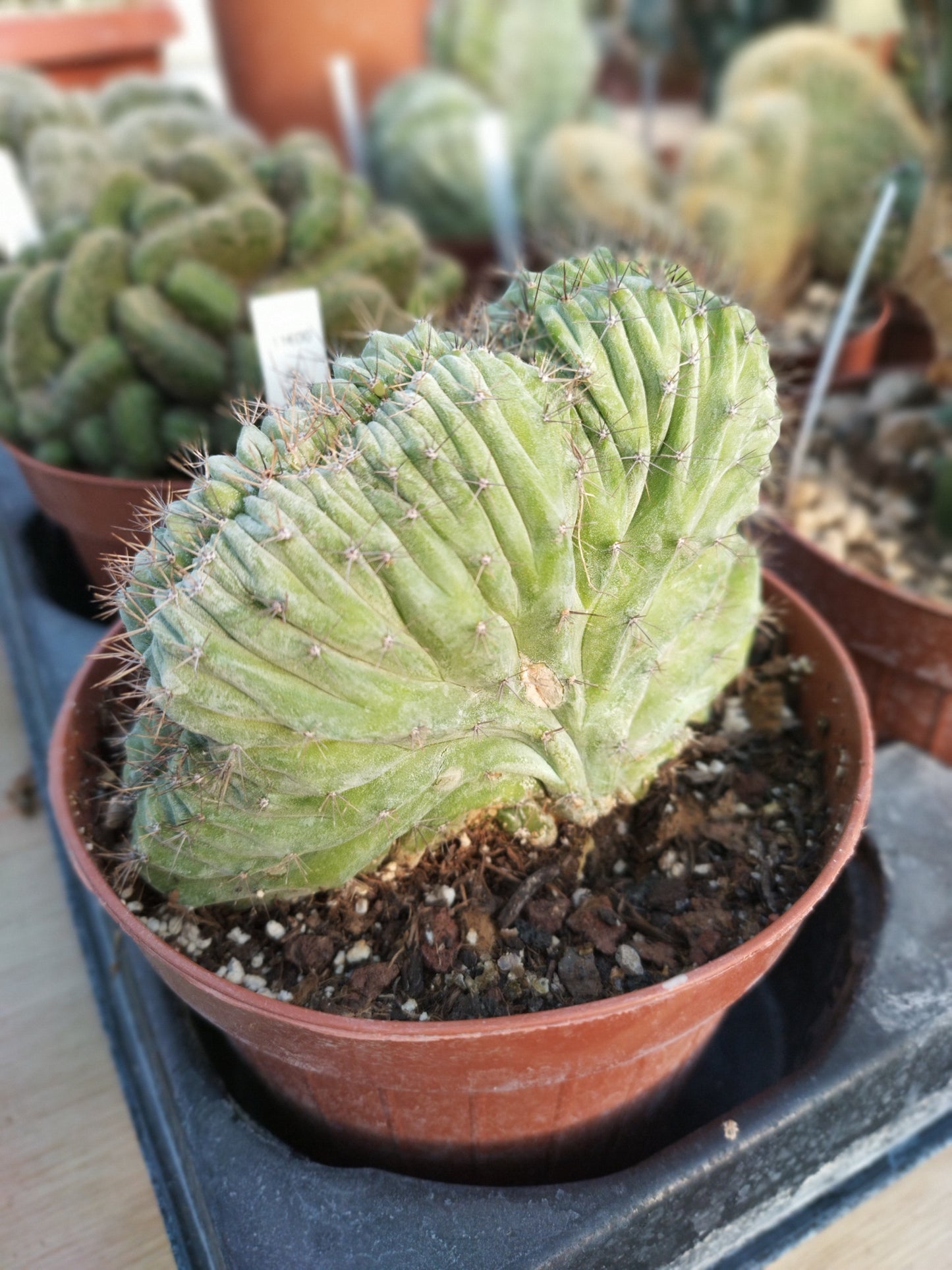 Polaskia chichipe f. cristata