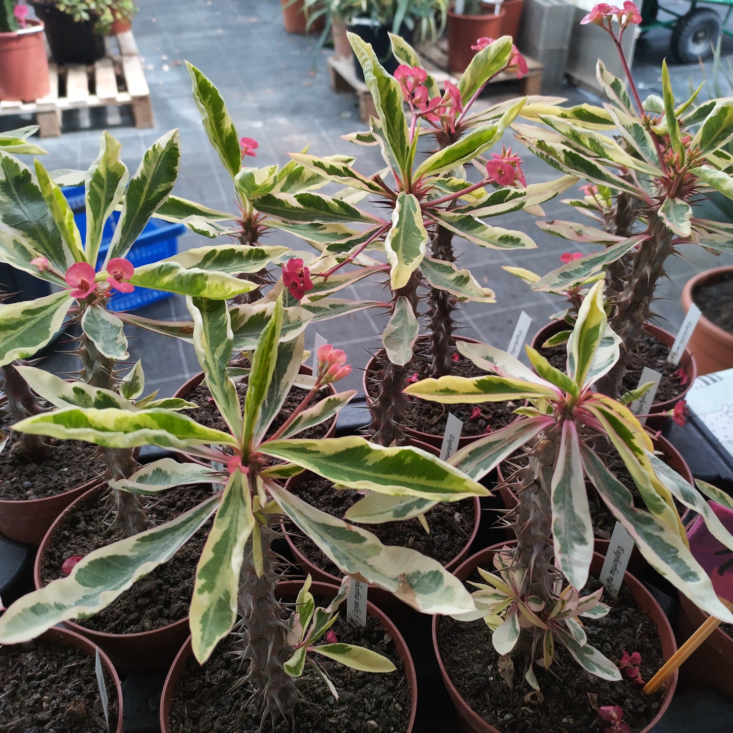 Euphorbia milii f. variegata