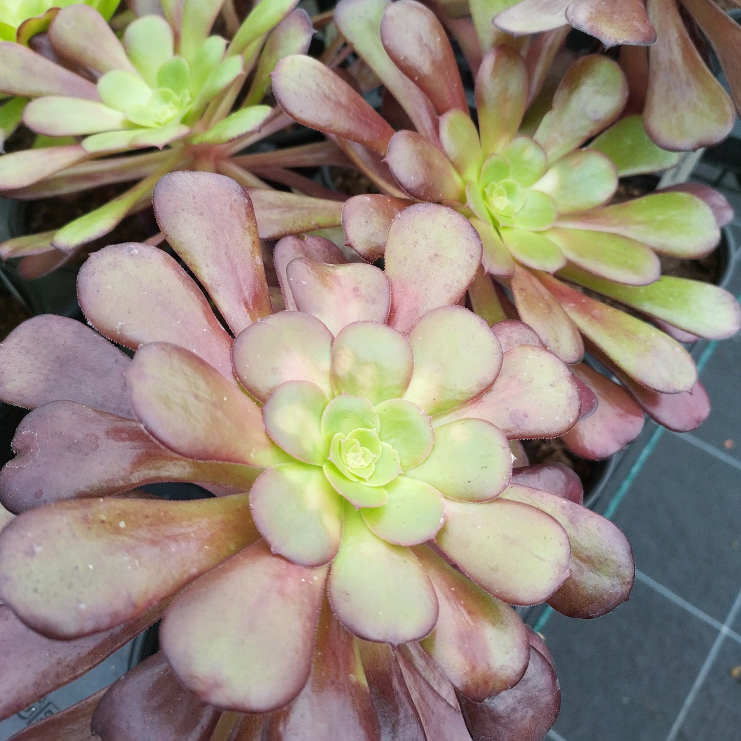 Aeonium 'Garnet'