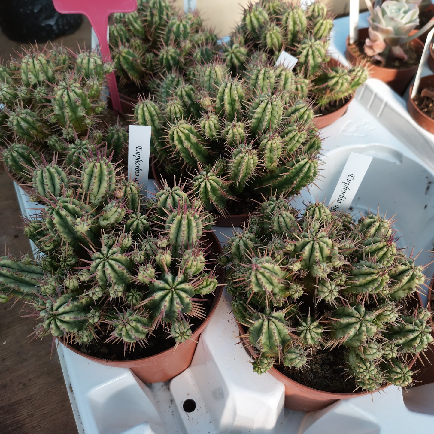 Euphorbia aggregata f.variegata