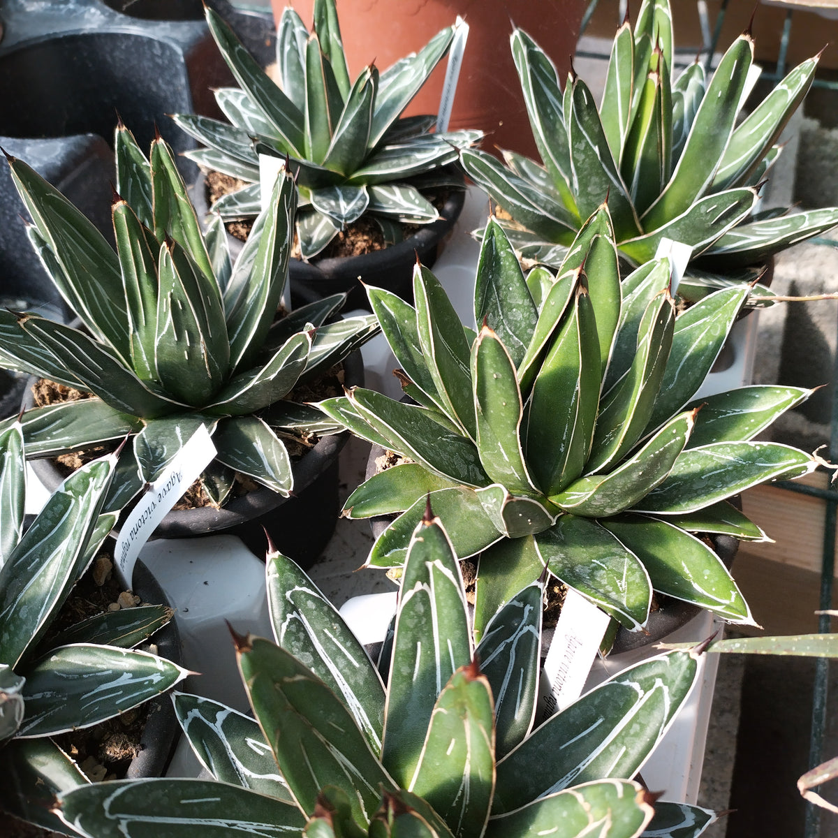 Agave victoria reginae