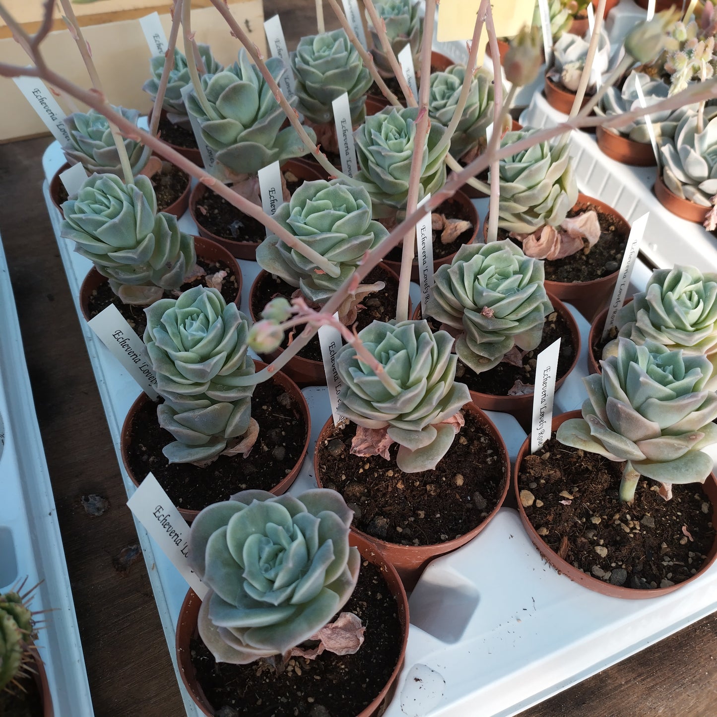 Echeveria 'Lovely Rose'