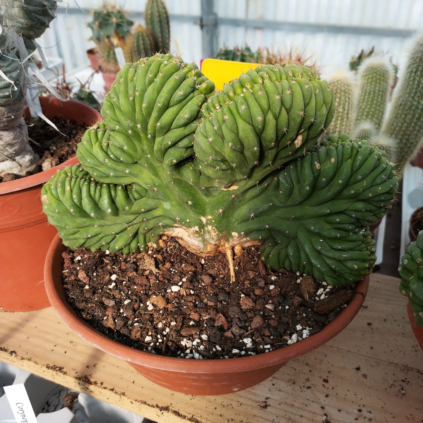 Trichocereus pachanoi f. cristata