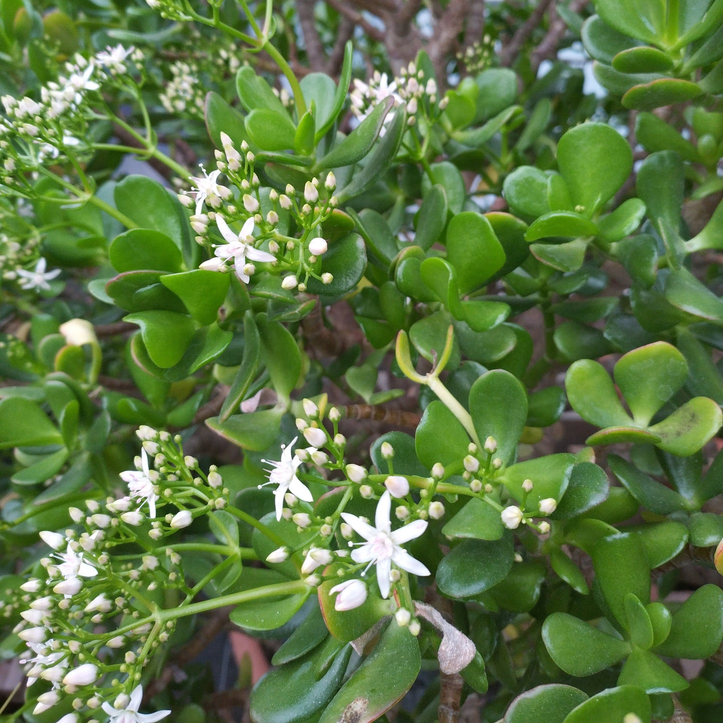 Crassula ovata