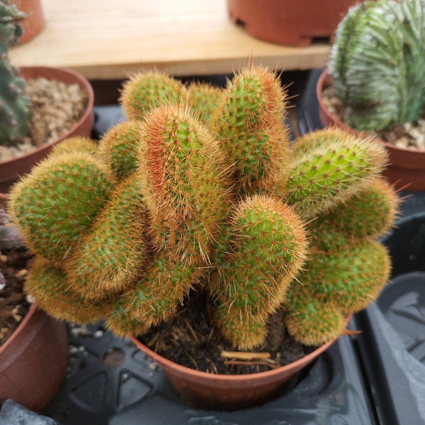 Hildewintera aureispina f. cristata