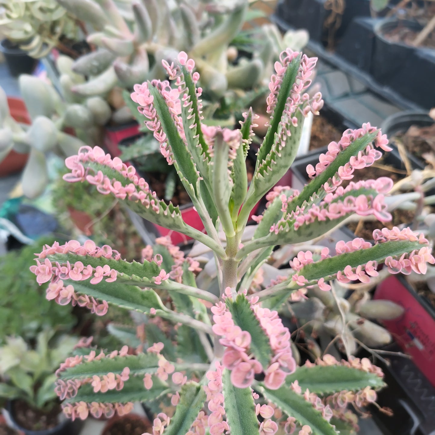 Kalanchoe daigremontiana cv. 'Pink Butterflies'