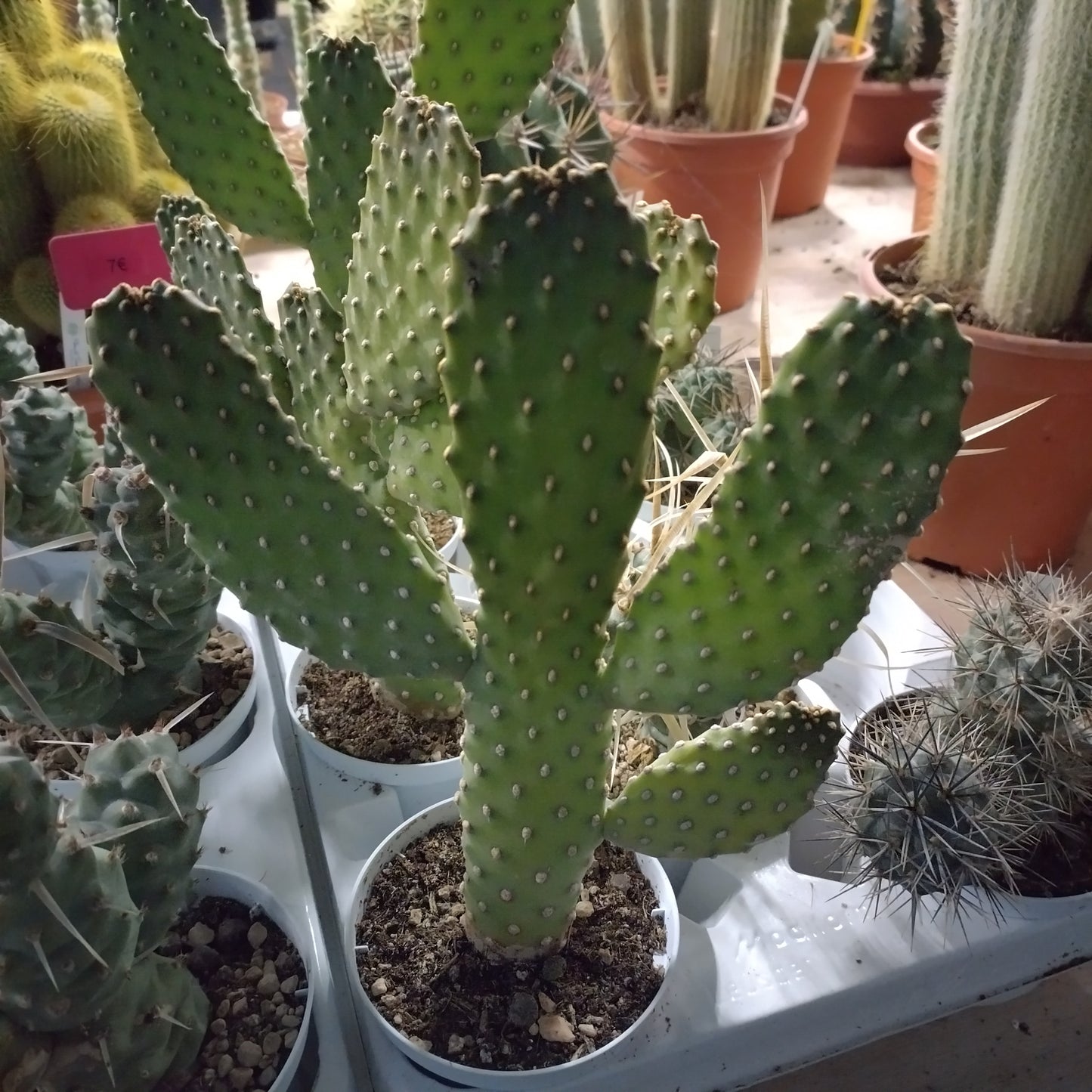 Opuntia consolea