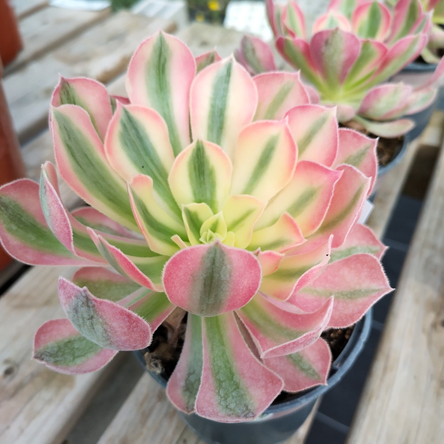 Aeonium 'Pinck With'