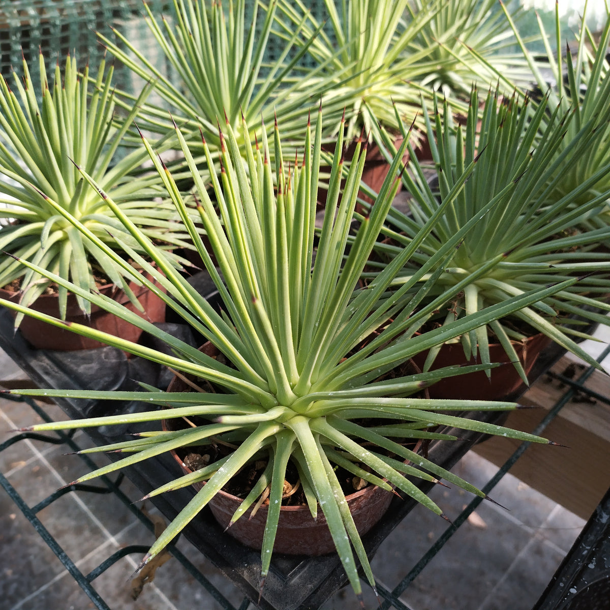 Agave stricta f. nana