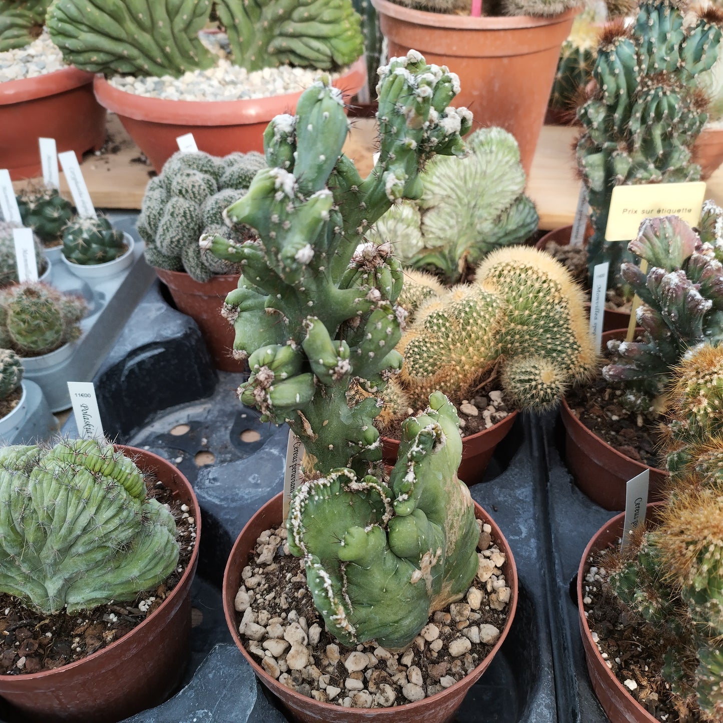 Cereus peruvianus f. 'Coral' cristata