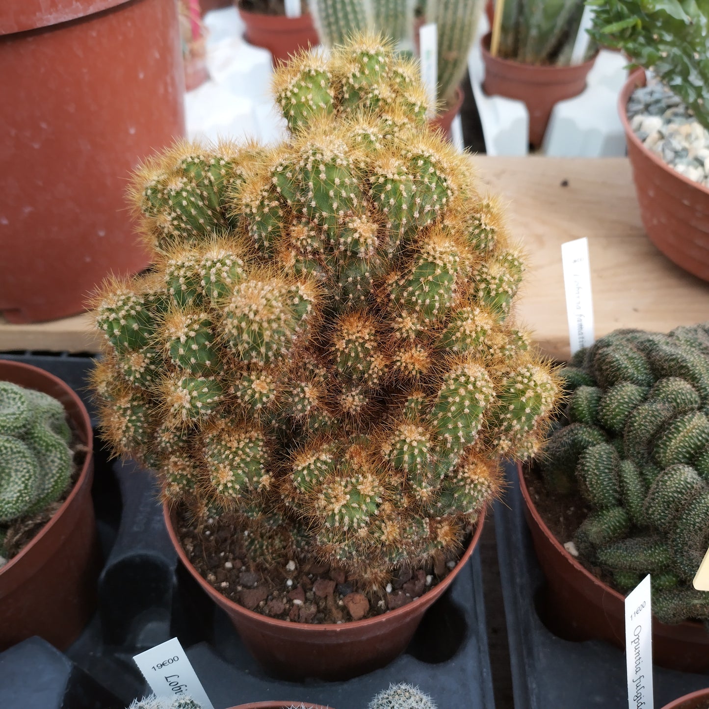 Cereus peruvianus f. monstruosus