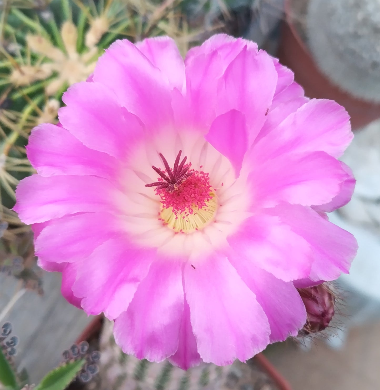 Echinocereus rigidissimus ssp. rubispinus