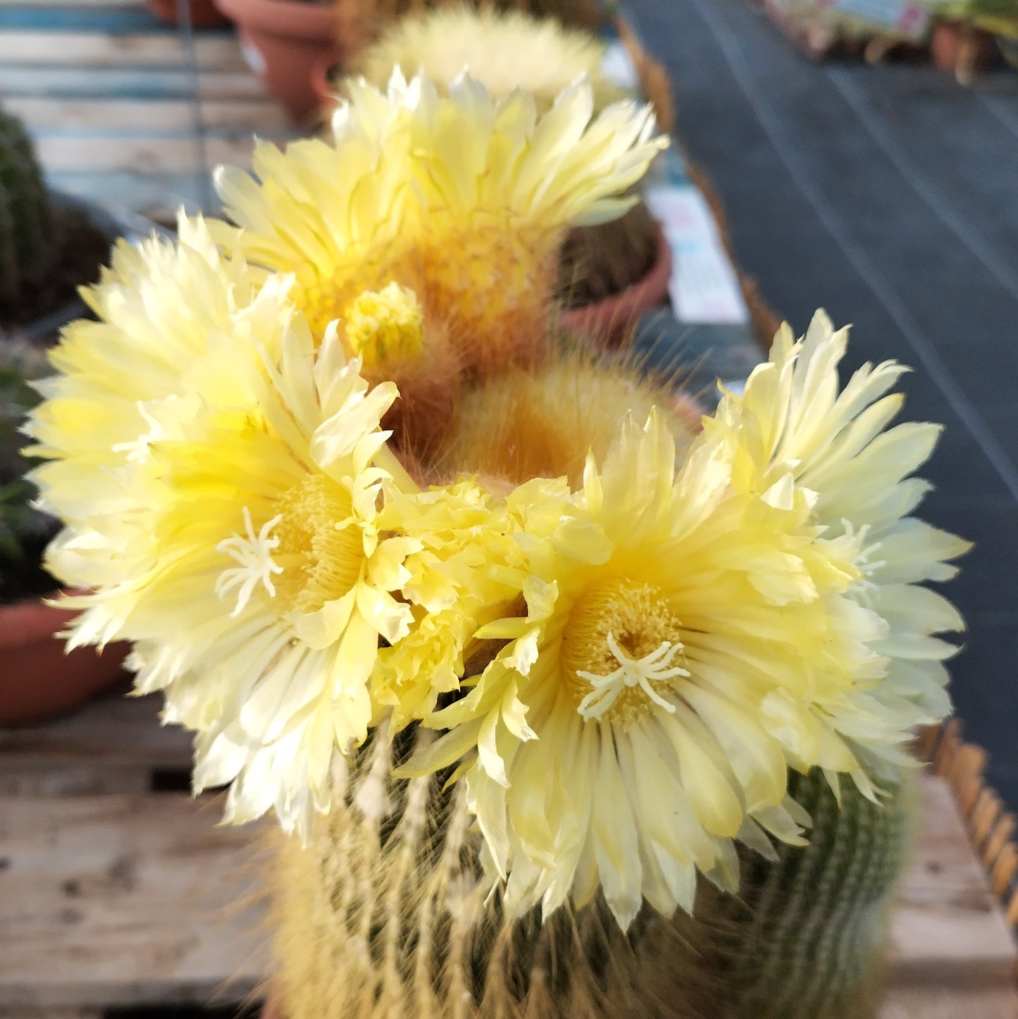 Notocactus lenninghausii
