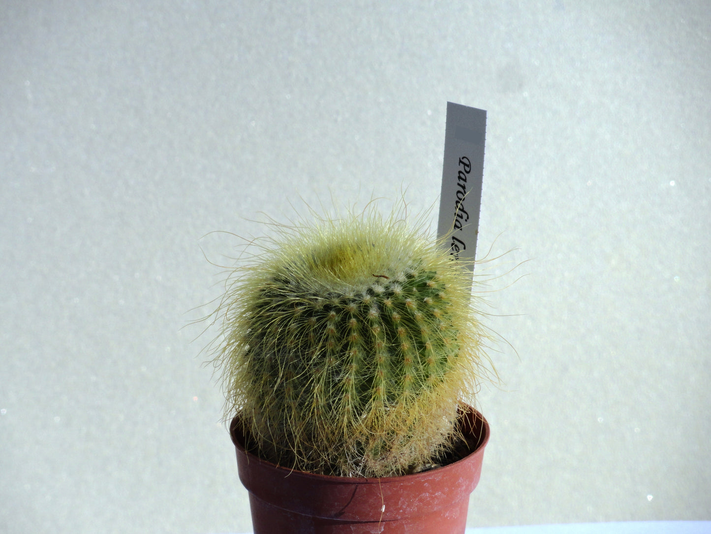 Notocactus leninghausii