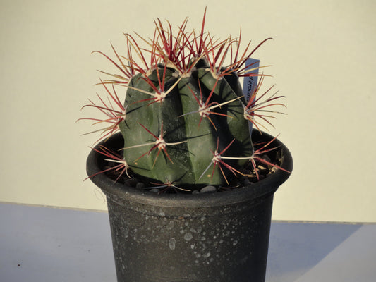 Ferocactus gracilis