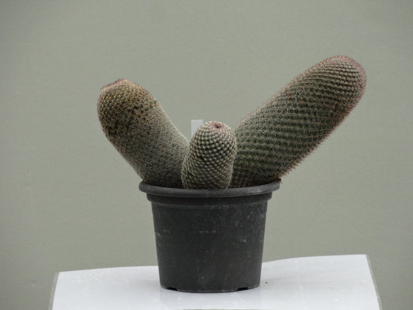 Mammillaria matudae