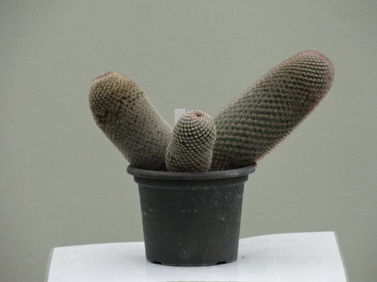 Mammillaria matudae