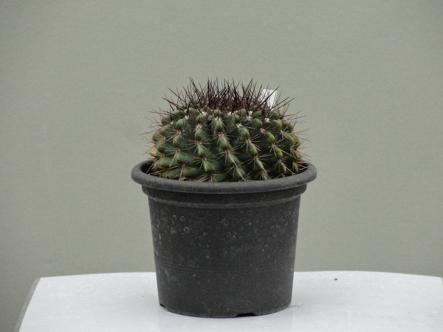 Notocactus herteri