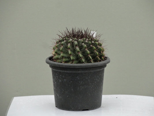 Notocactus herteri
