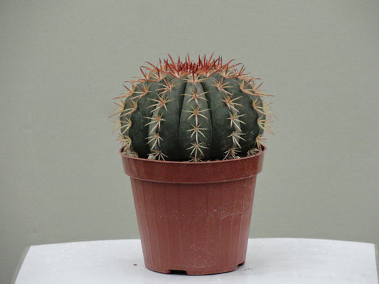Melocactus concinnus