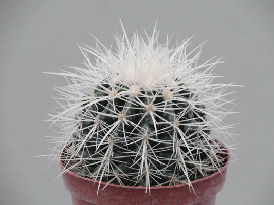 Echinocactus grusonii f. alba