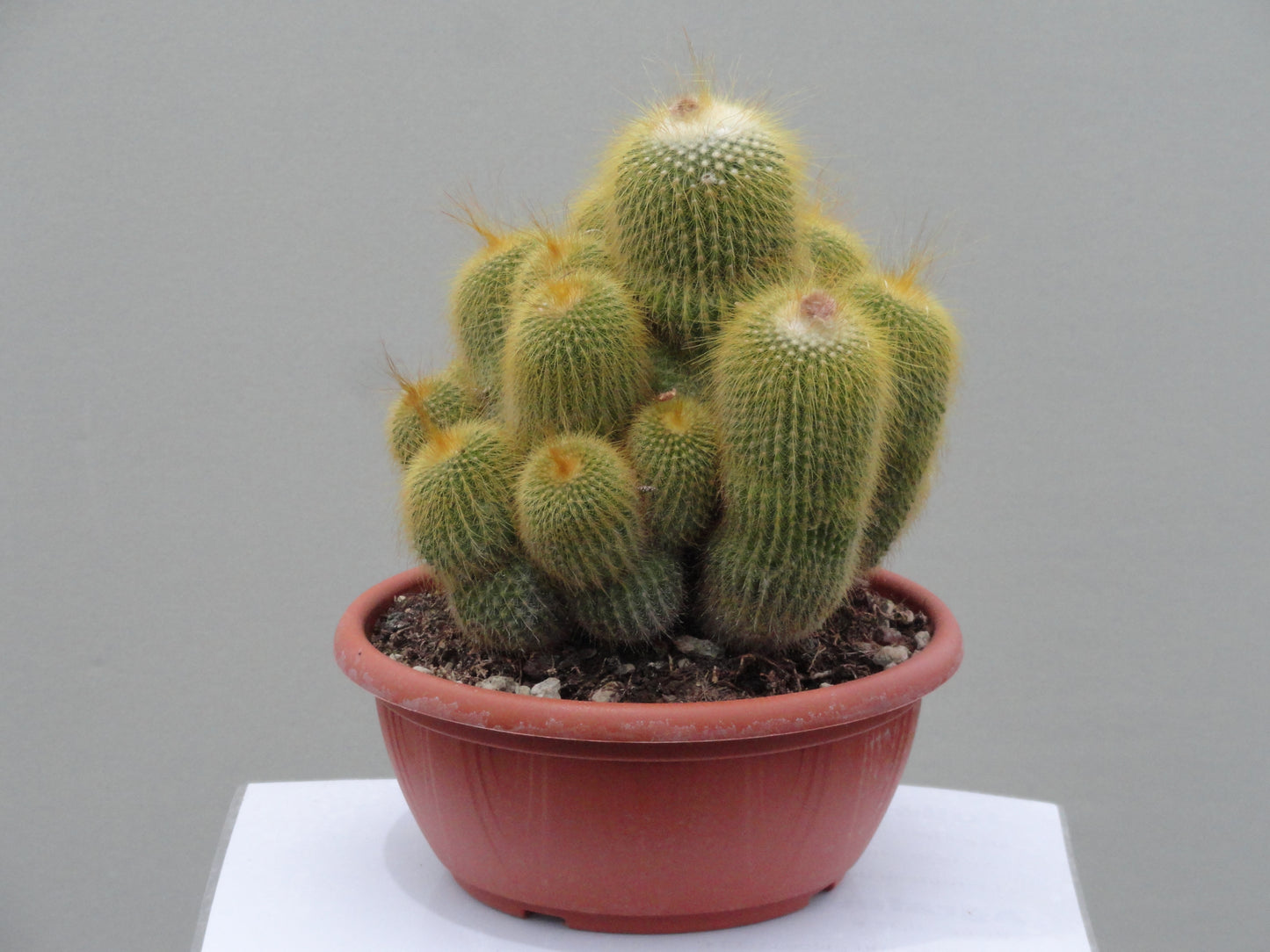 Notocactus leninghausii