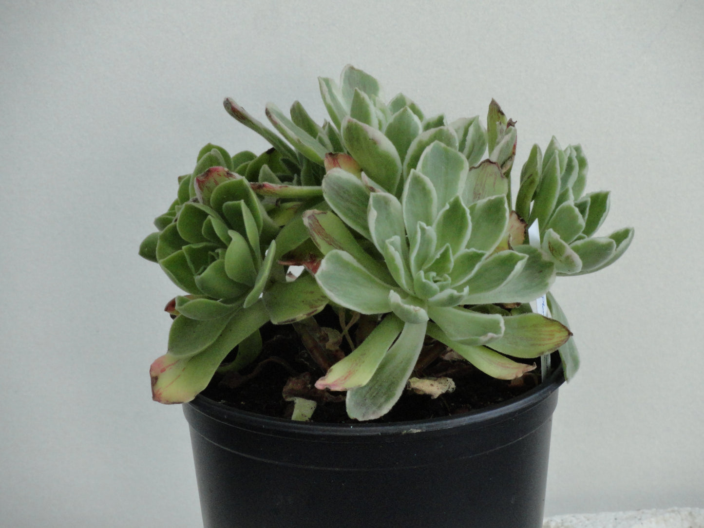 Aeonium 'Ballerina'