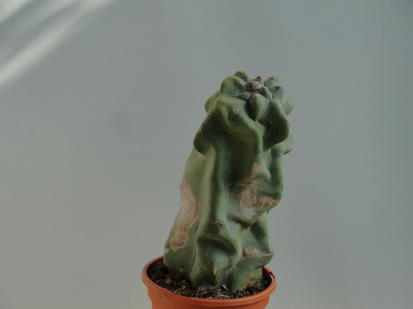 Lophocereus schottii f. 'Major'