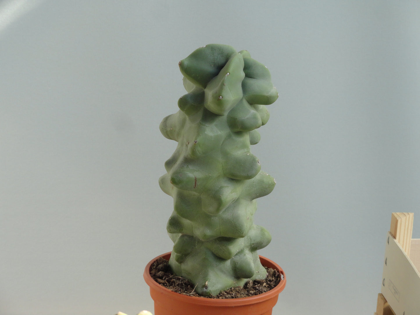 Lophocereus schottii f. 'Major'