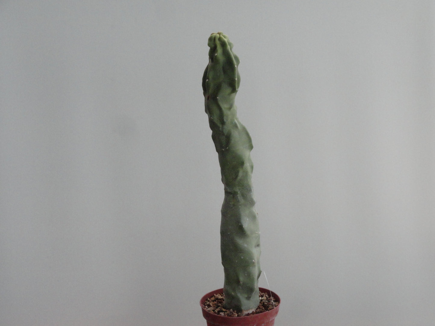 Lophocereus schottii