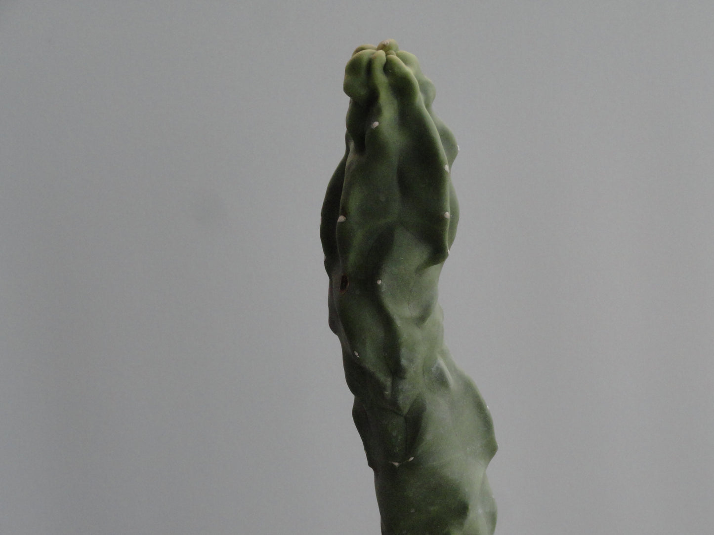 Lophocereus schottii