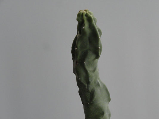 Lophocereus schottii