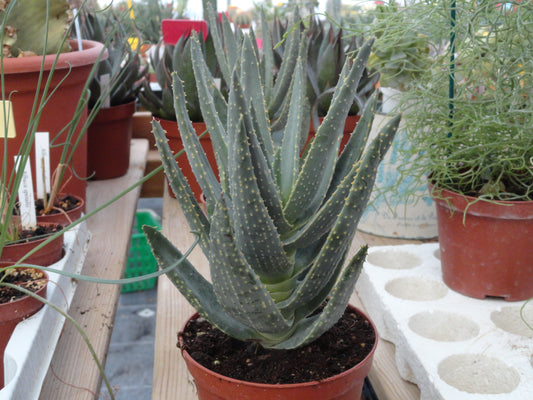 Aloe dichotoma