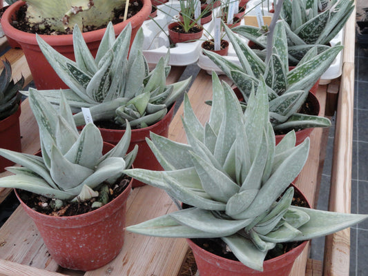 X Gasteraloe 'Green Ice'