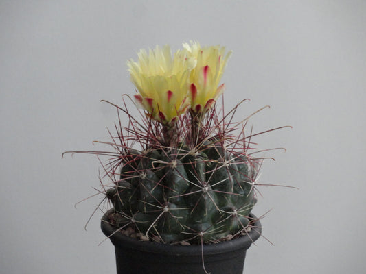 Hamatocactus hamatacanthus