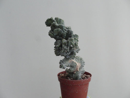Myrtillocactus geometrizans f. cristata minor