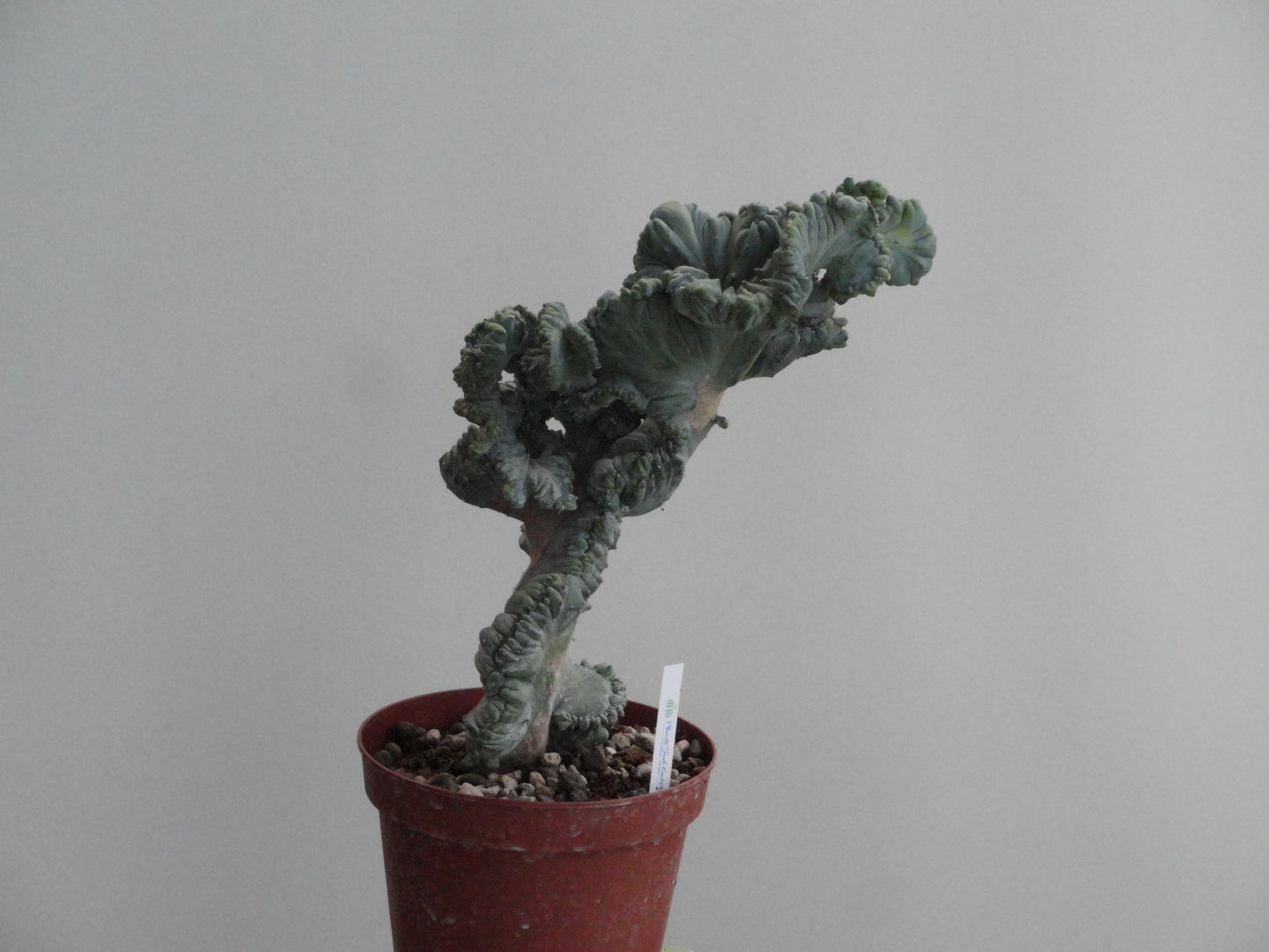 Myrtillocactus geometrizans f. cristata minor