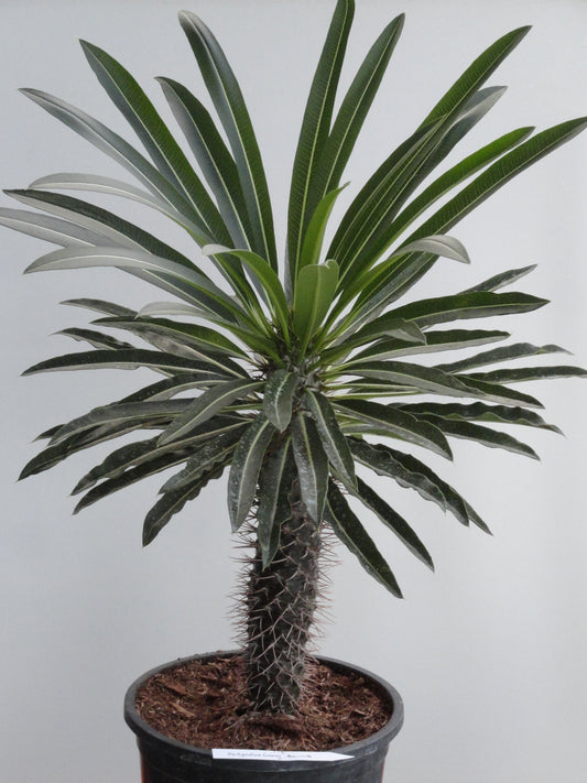 Pachypodium lamerei