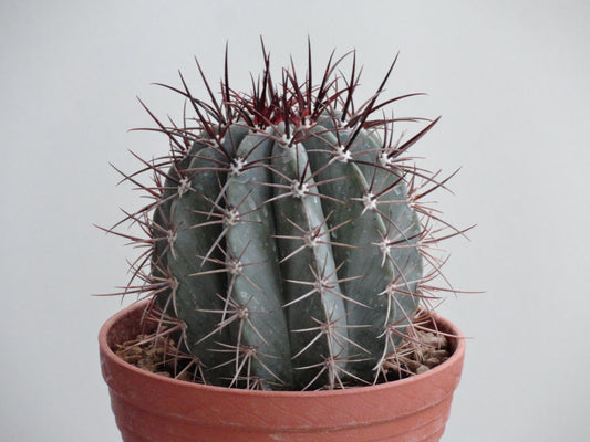 Melocactus azureus
