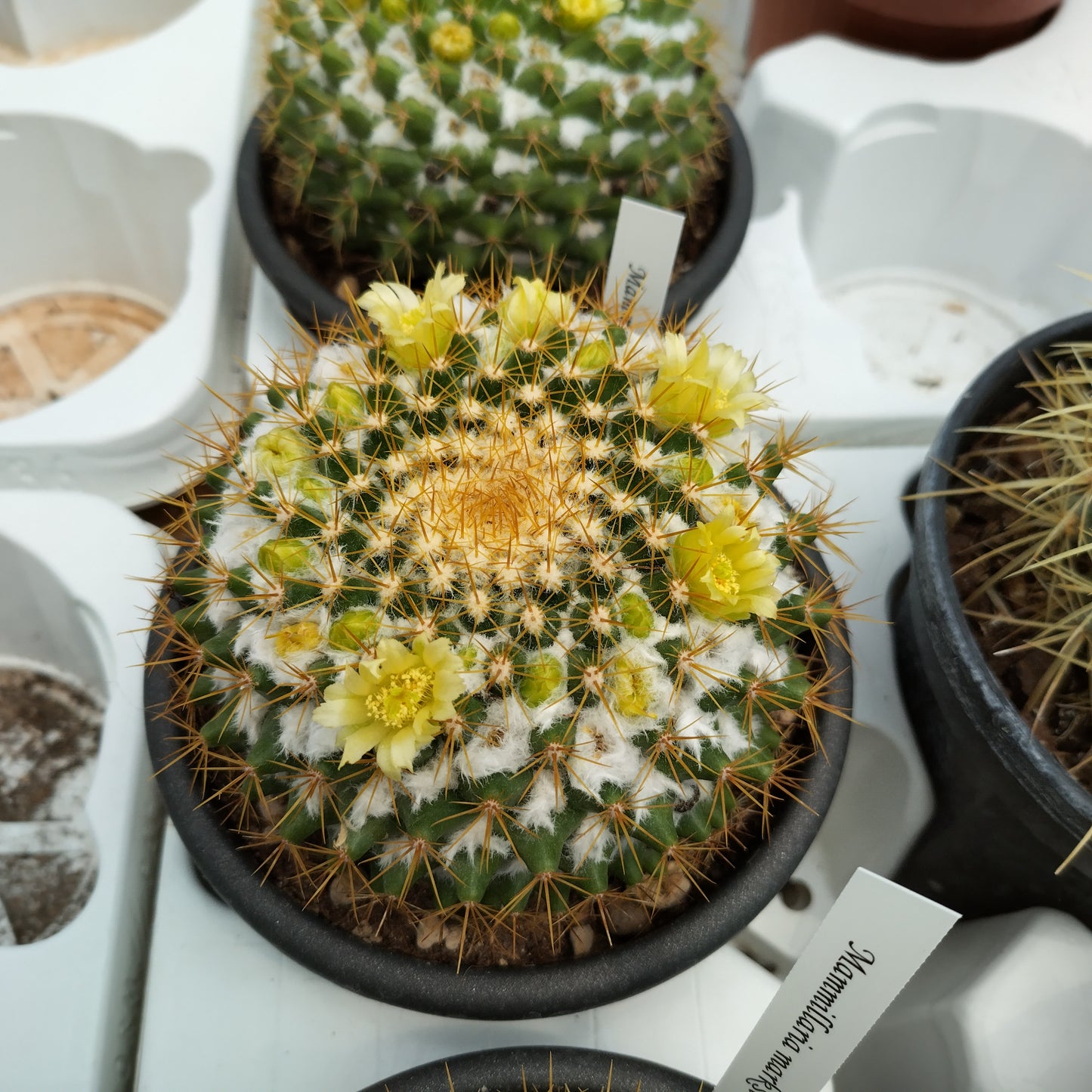 Mammillaria marksiana