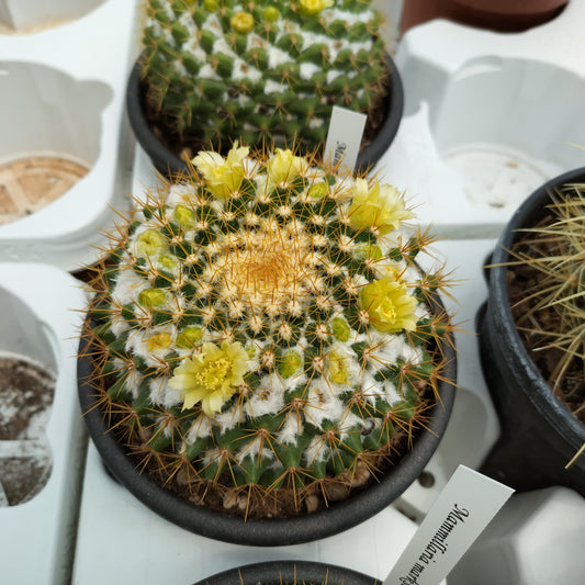 Mammillaria marksiana