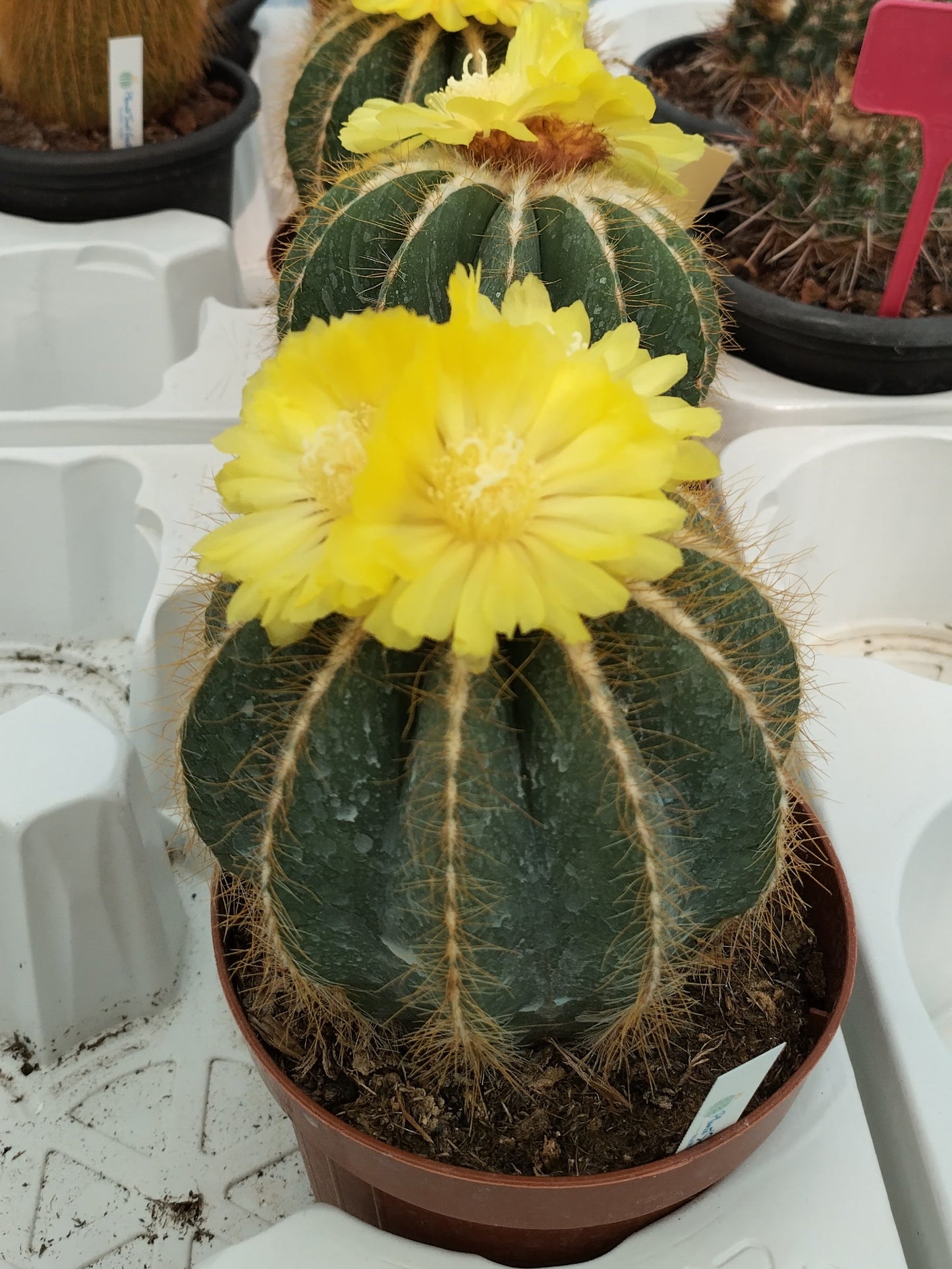 Notocactus magnificus