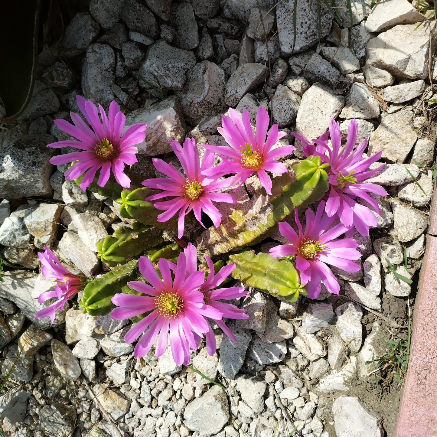 Echinocereus viereckii