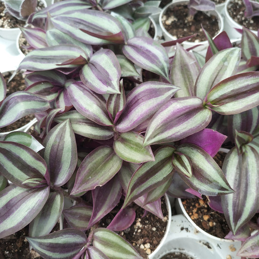 Tradescantia zebrina