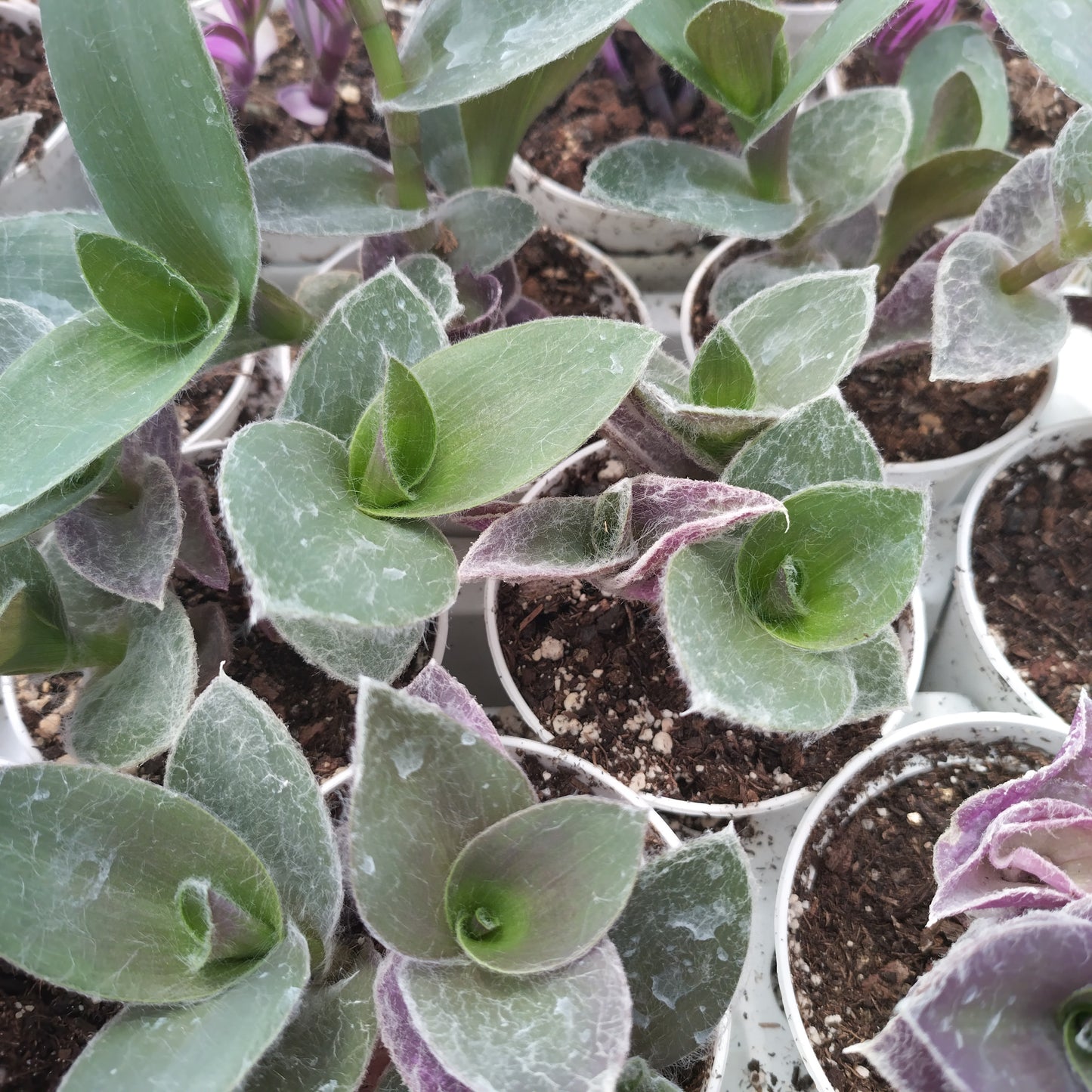 Tradescantia pallida 'Pale Puma'