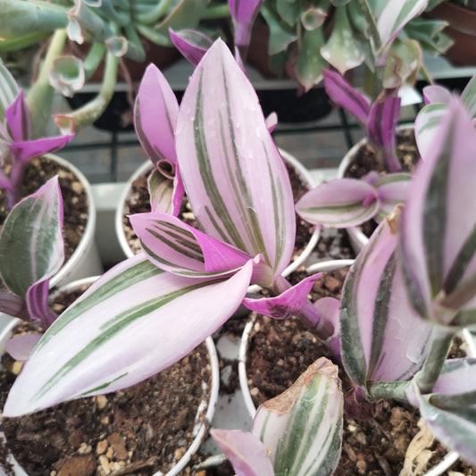 Tradescantia 'Albiflora Nanouk'
