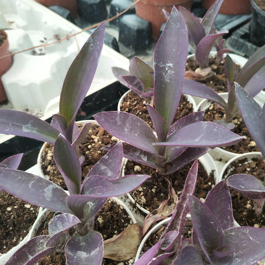 Tradescantia pallida 'Purpurea'