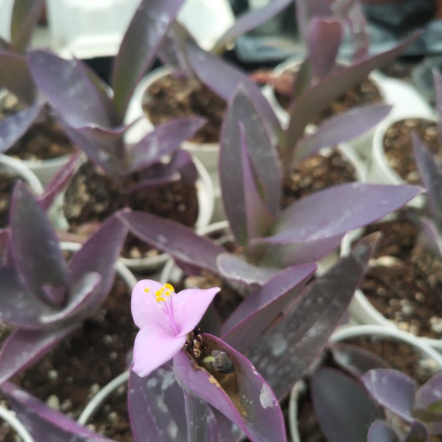 Tradescantia pallida 'Purpurea'