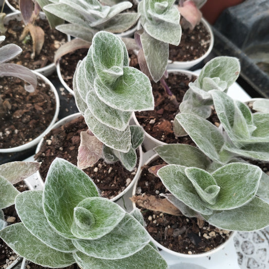 Tradescantia sillamontana