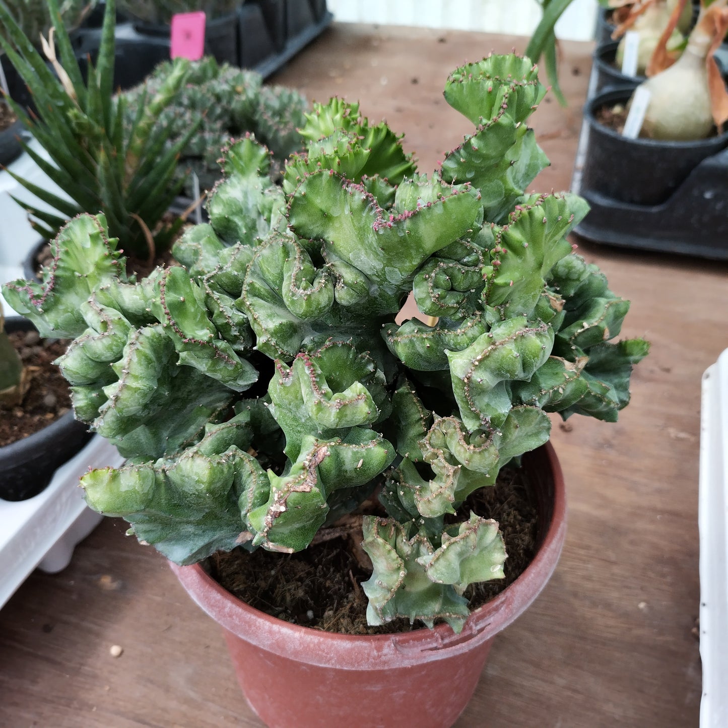 Euphorbia lactea f. cristata